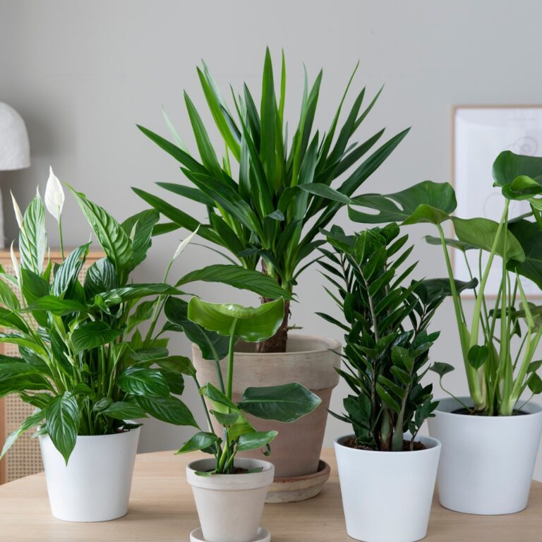 Mester Grønn_Grønne planter_1080x1080 (1)